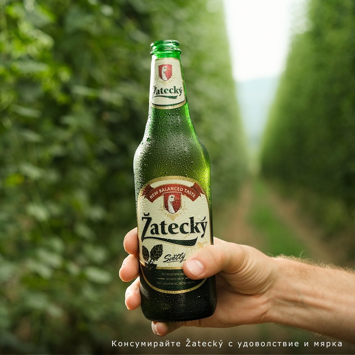 B+RED | Carlsberg 2023 - Zatecky - Local Content Creation