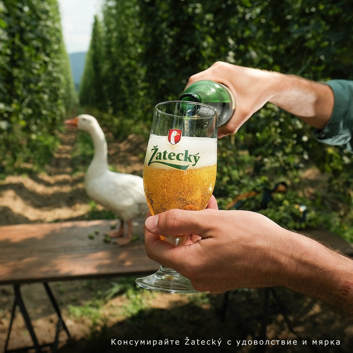 B+RED | Carlsberg 2023 - Zatecky - Local Content Creation